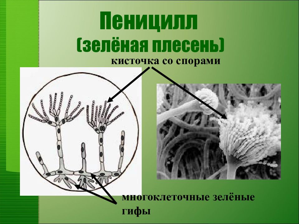 Гриб пеницилл. Гриб пеницилл 5 класс биология. Строение гриба пеницилла 5 класс. Зеленая плесень пеницилл. Строение пеницилла 5 класс.