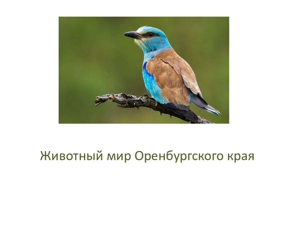 Животный мир Оренбургского края