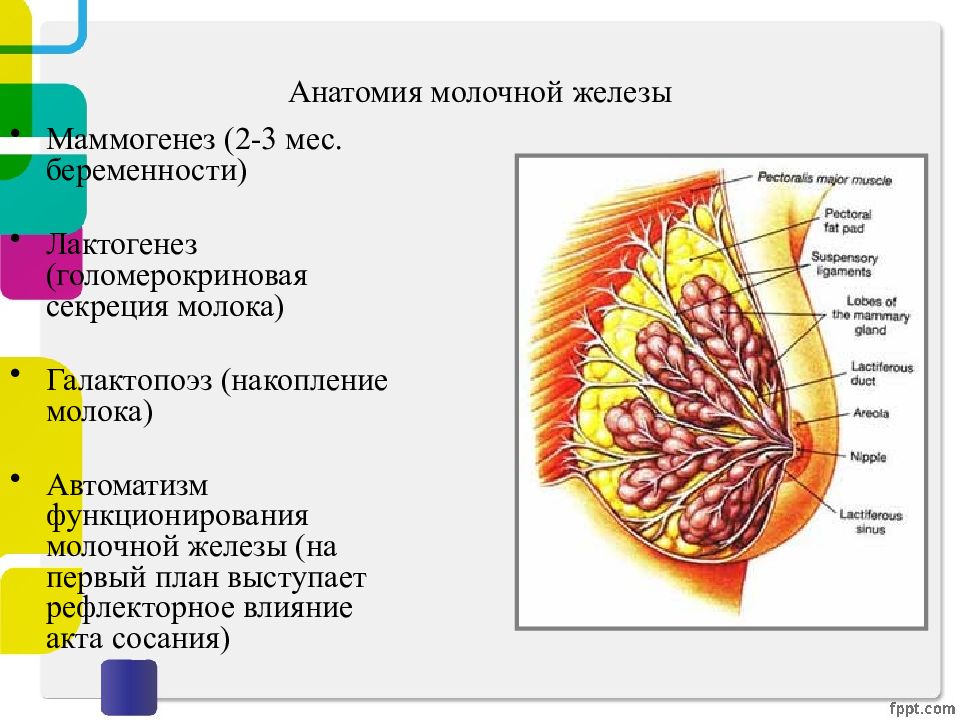 Молочная железа строение. Анатомия молочной железы. Аннатомиямолочной железы. Клиническая анатомия молочной железы. Молочная железа анатомия и физиология.