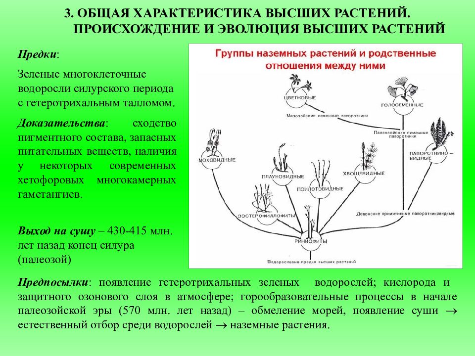 Презентация происхождение растений основные этапы развития растительного мира