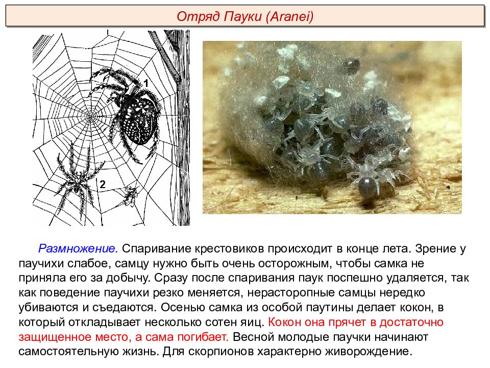 Тест класс паукообразные