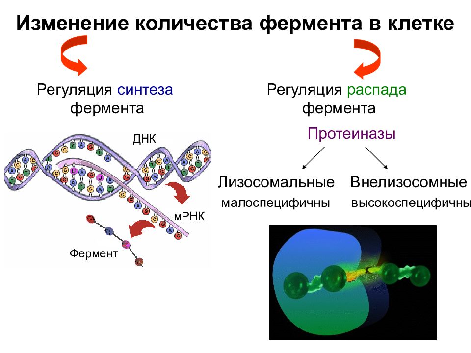 Лизосомальные ферменты. Энзимы ДНК. Регуляция ферментов. Регуляция метаболизма бактерий.