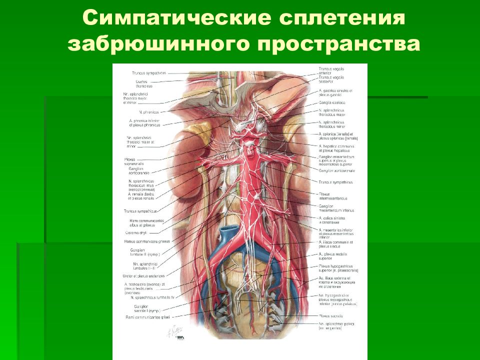 Презентация топографическая анатомия