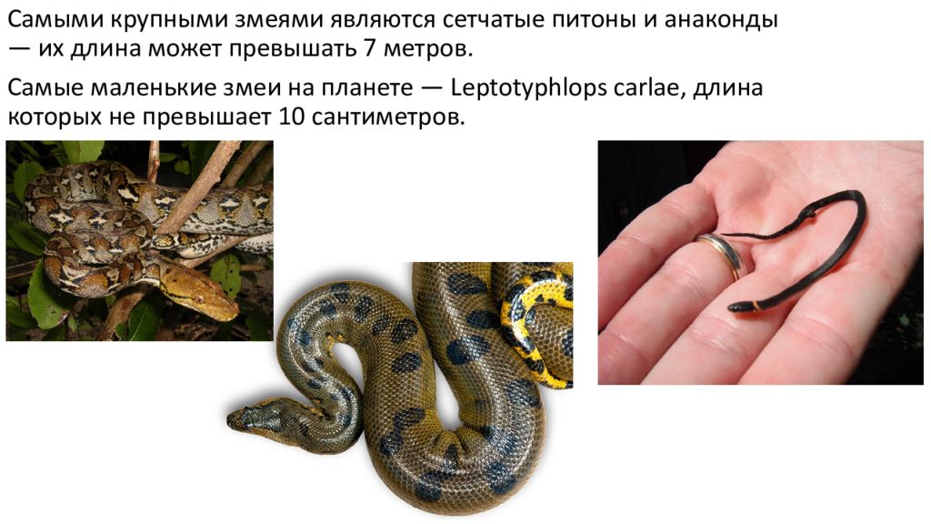 Змея относится к группе. Интересные факты про змей. Удивительные факты о змеях. Интересные факты из жизни змей. Змеи презентация.
