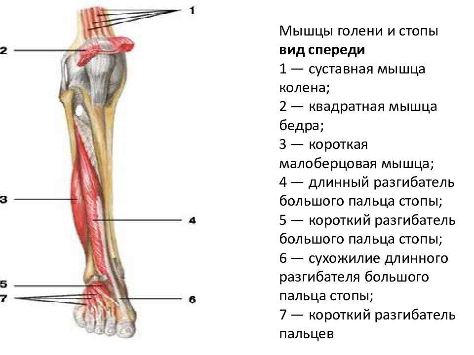 Строение ноги до колена. Строение мышц голени спереди. Мышцы голени и стопы вид спереди. Мышцы голени вид спереди анатомия. Строение голени человека спереди связки.