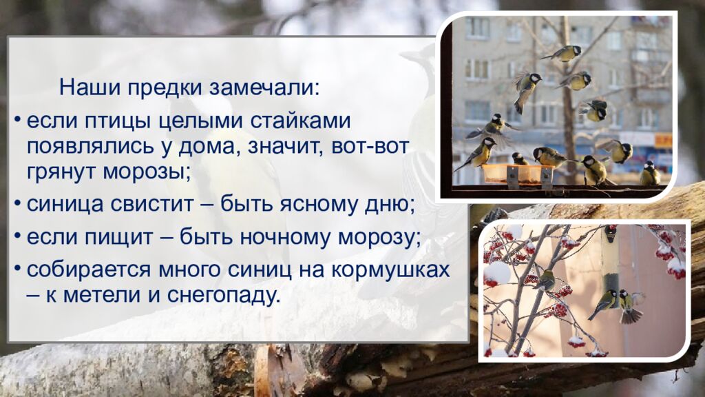 12 ноября – Синичкин день