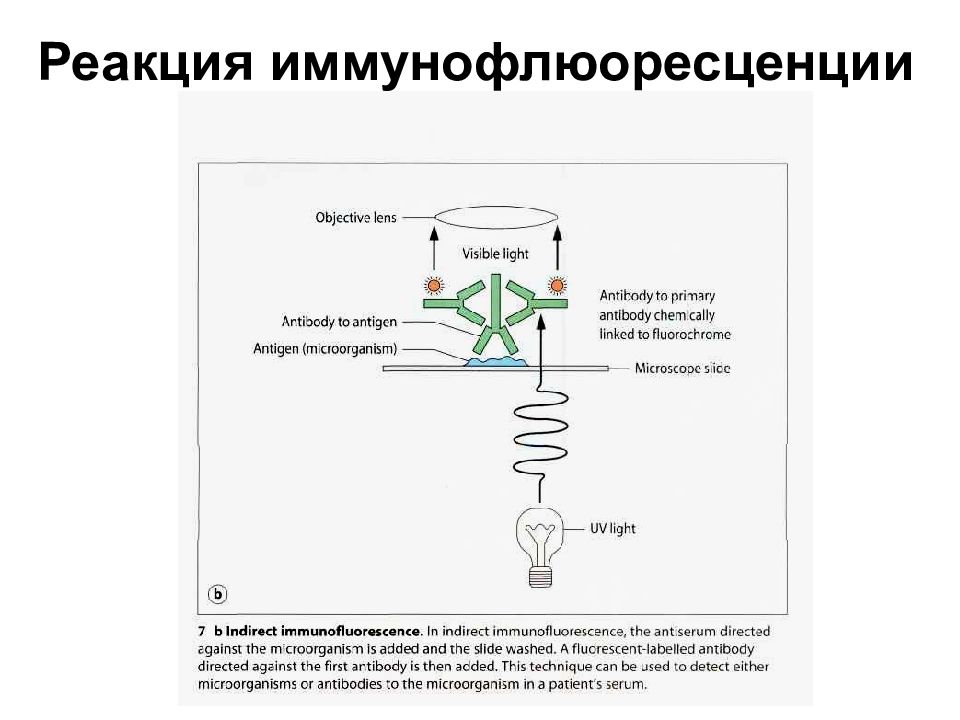 Серологический метод презентация