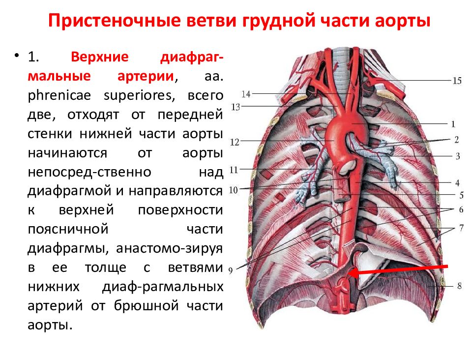 Аорта анатомия схема брюшная