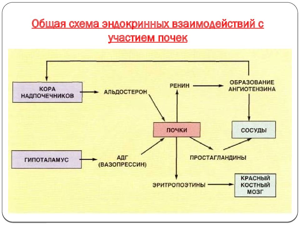 Эндокринная функция мышц. Эндокринная функция мышц