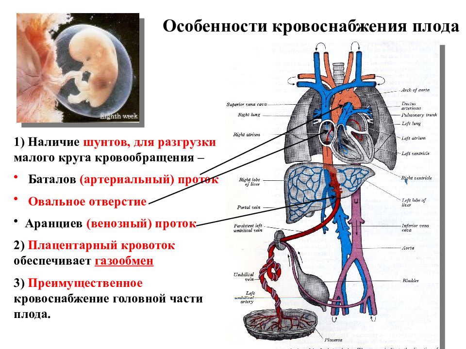 Кровообращение плода картинки