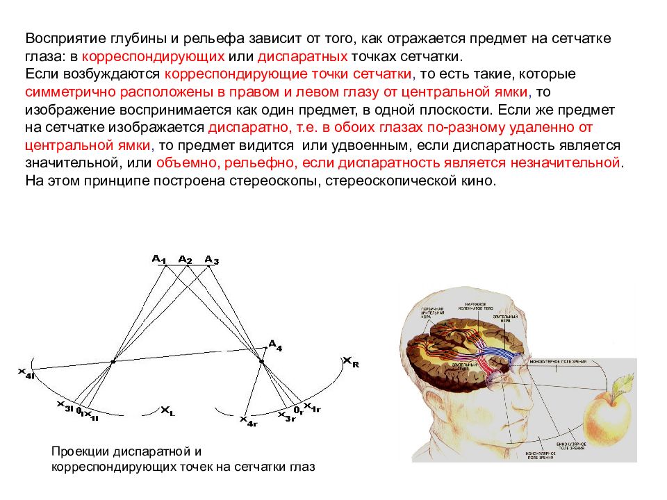 Двух точек зрения первая точка. Идентичные и диспаратные точки сетчатки. Корреспондирующие и диспаратные точки сетчатки. Корреспондирующие точки на сетчатке глаз. Что такое корреспондирующие и диспарантные точки сетчатки..