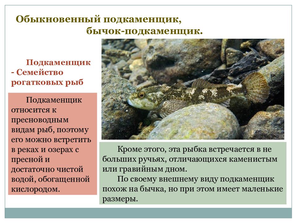 Обыкновенный подкаменщик, бычок-подкаменщик. Подкаменщик - Семейство рогатковых