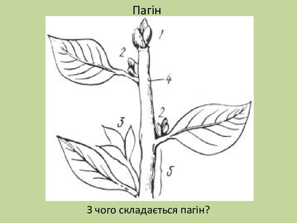 Какой побег изображен на рисунке. Строение побега сирени. Узел растения. Листовая почка карандашом. Побеговая почка.