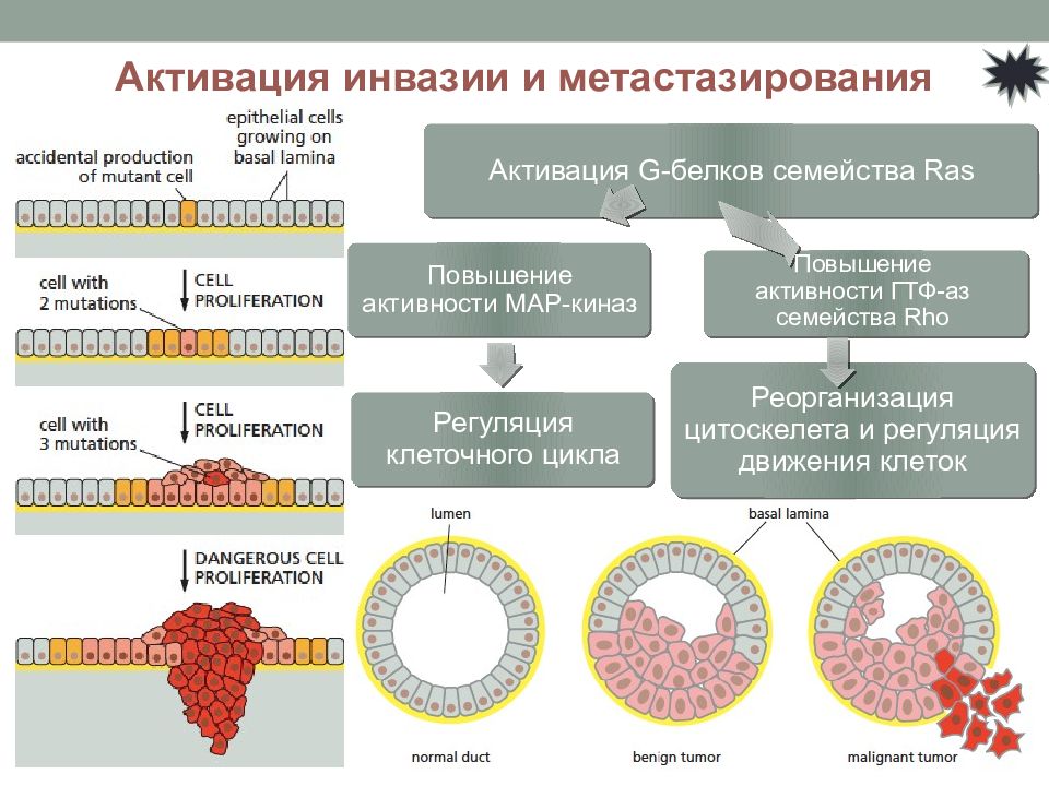 Инвазия в онкологии что это простыми словами