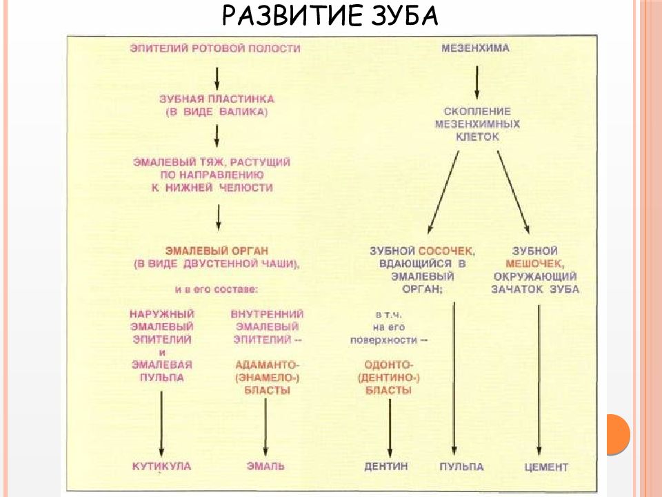 Гистология в схемах и в таблицах pdf