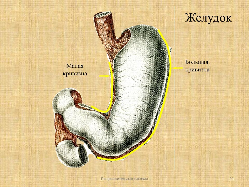 Желудок система. Большая и малая кривизна желудка. Малая кривизна желудка. Большая кривизна желудка. Маленькая кривизна желудка.