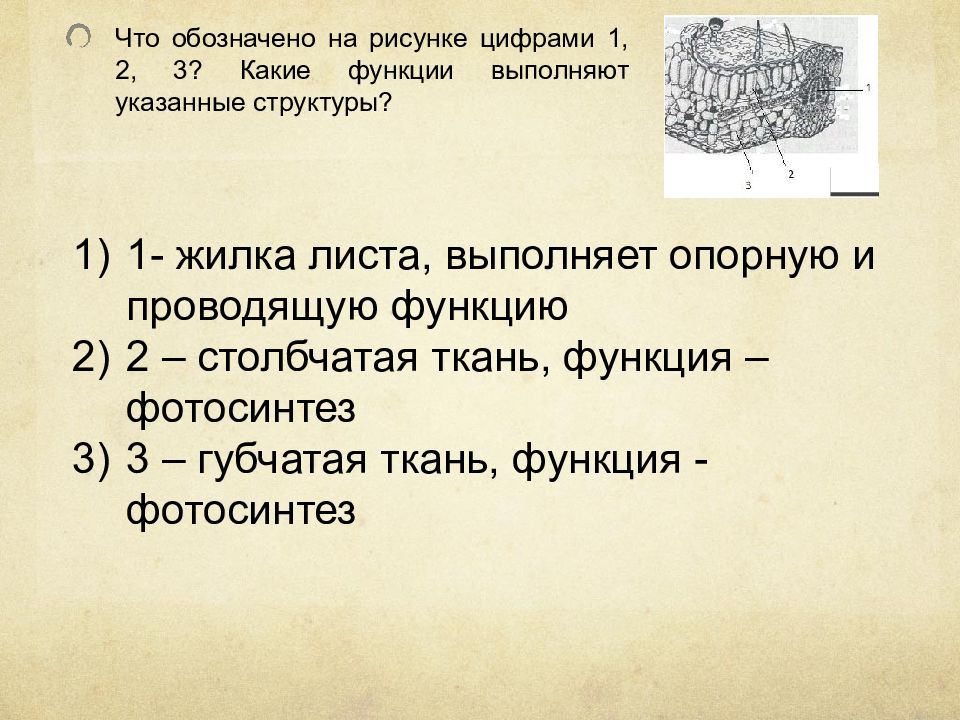 Что обозначено на рисунке цифрами 1 2 3 какие функции выполняют указанные структуры