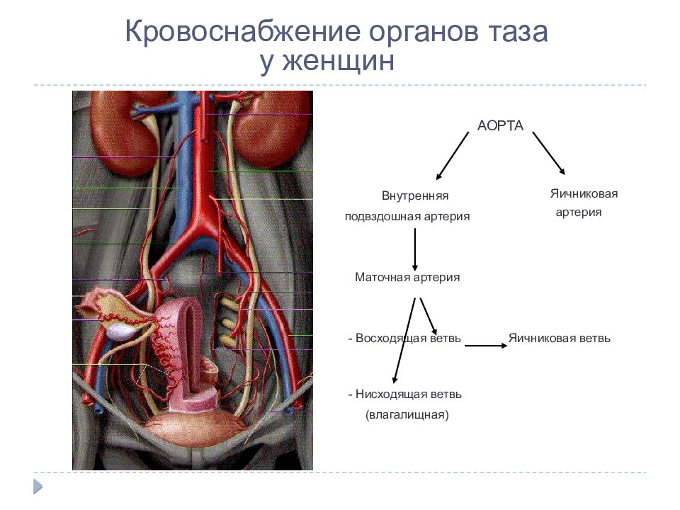 Приток крови к органам. Внутренняя подвздошная артерия анатомия. Маточная артерия анатомия. Артерии малого таза анатомия. Кровоснабжение органов таза.