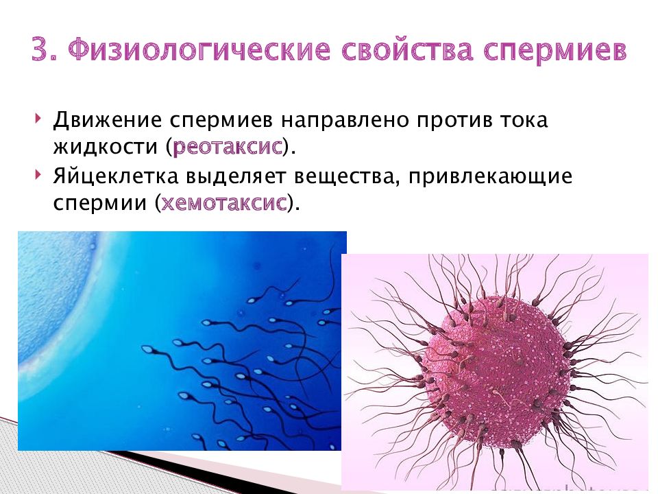 1 спермий сливается с. Физиологические св-ва микоплазм. Спермий. Ультраструктурная организация спермия. Спермии и плазма.