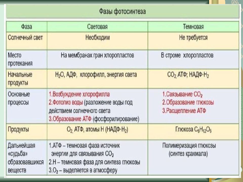 Энергетический обмен егэ презентация