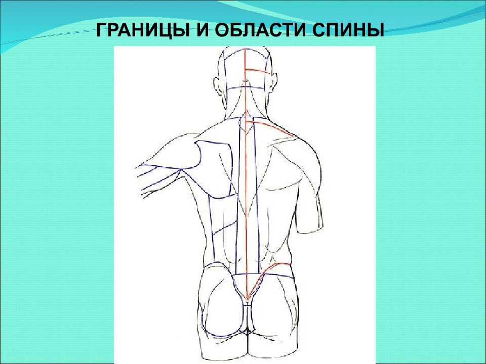 2 туловища. Топографические области спины. Границы и области спины. Границы спины анатомия. Анатомические области спины человека.