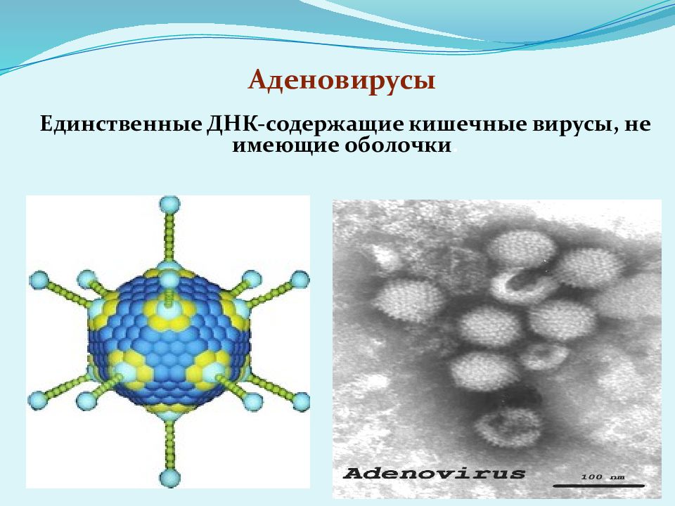 Аденовирус это. Строение аденовируса микробиология. Аденовирусная инфекция строение вируса. Вирион аденовируса. Вирус аденовирус микробиология.