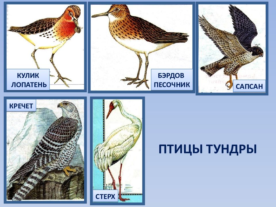 Птицы тундры. Зона тундры птицы. Перелетные птицы тундры. Птицы тундры 4 класс.