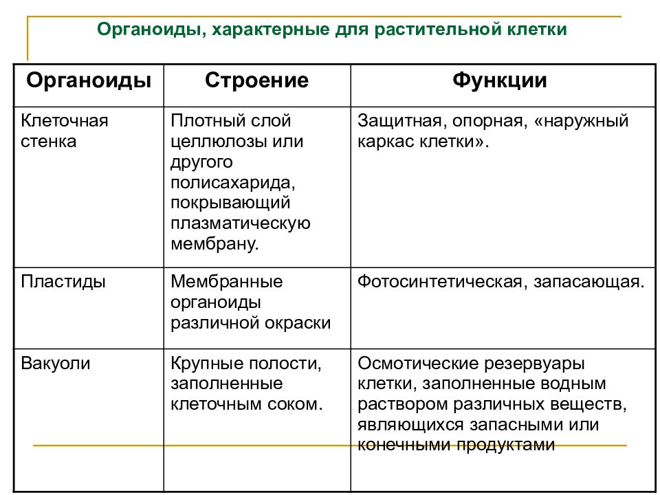 Строение клетки презентация 10 класс профильный уровень