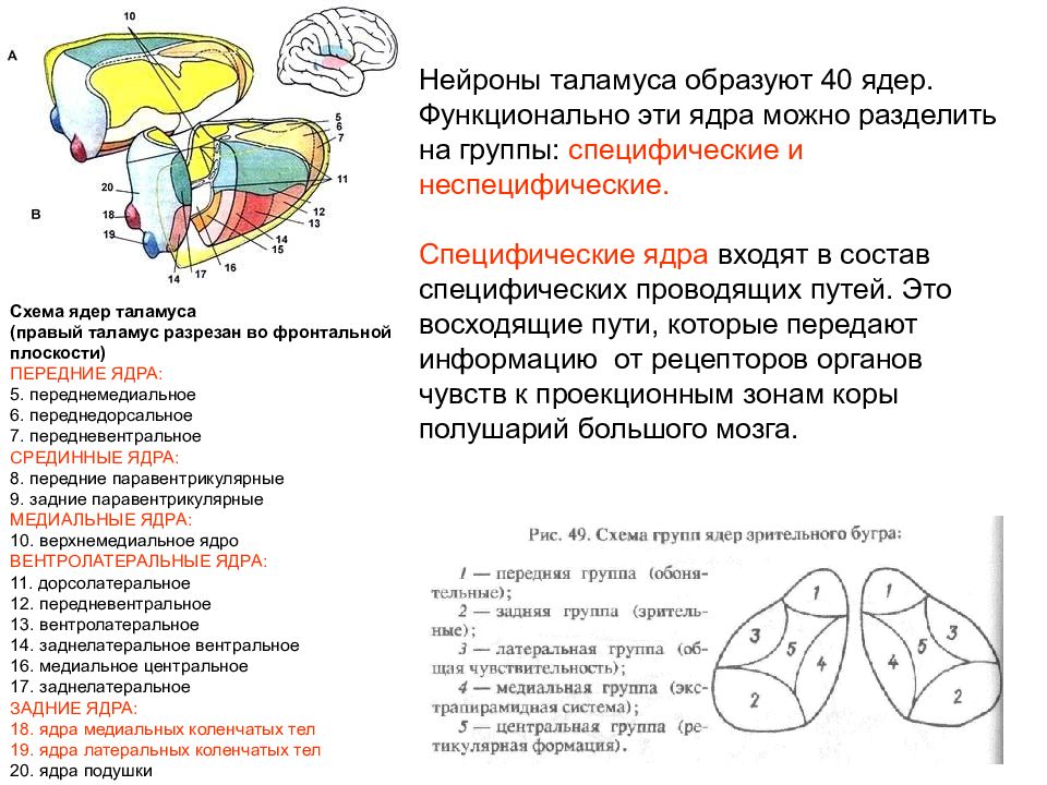 Бульботаламический путь схема