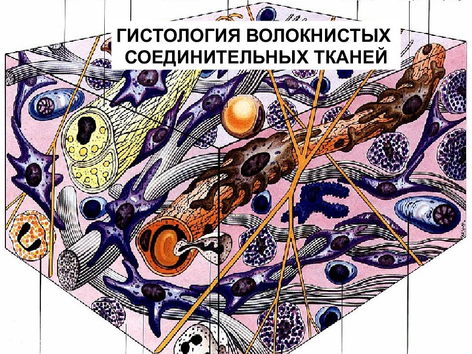 Соединительная ткань гистология. Рыхлая волокнистая неоформленная соединительная ткань. Рыхлая и плотная соединительная ткань гистология. Гистология ткань рыхлая соединительная ткань. Рыхлая волокнистая неоформленная соединительная ткань рисунок.