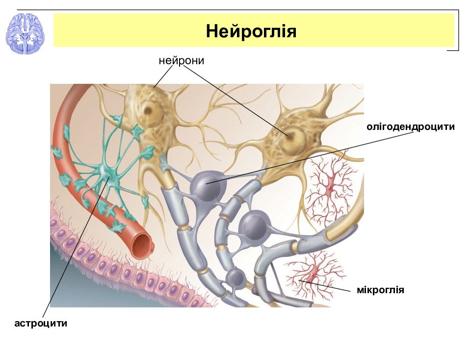 Глиальные клетки рисунок с подписями