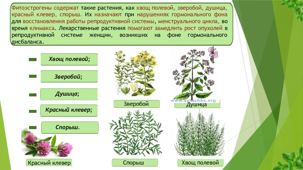 Растение содержащее. Растительные эстрогены фитоэстрогены. Травы богатые фитоэстрогенами. Фитоэстрогены в растениях. Растения с фитоэстрогенами для женщин.