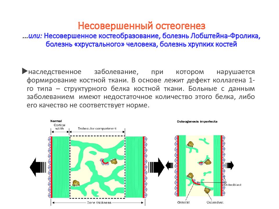 Репаративный остеогенез презентация