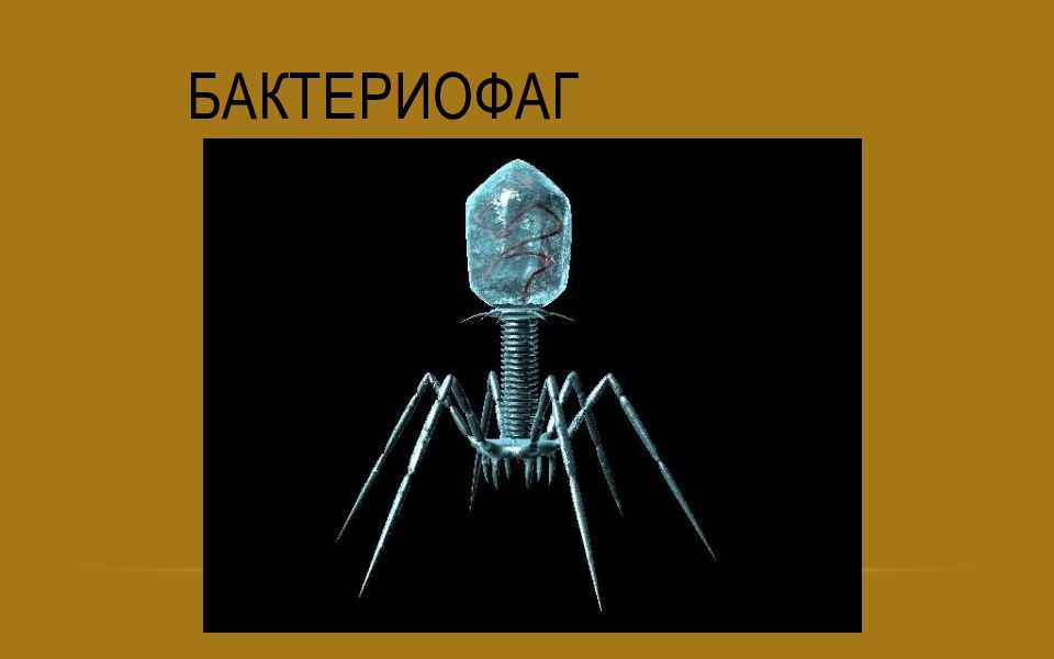 Как выглядит бактериофаг под микроскопом Нпц микромир