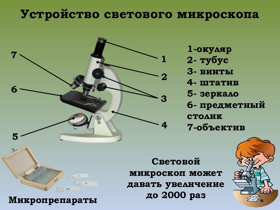 Части микроскопа выполняют функции штатив. Штатив микроскопа биология. Световой микроскоп строение. Штатив для микроскопа. Штатив светового микроскопа.