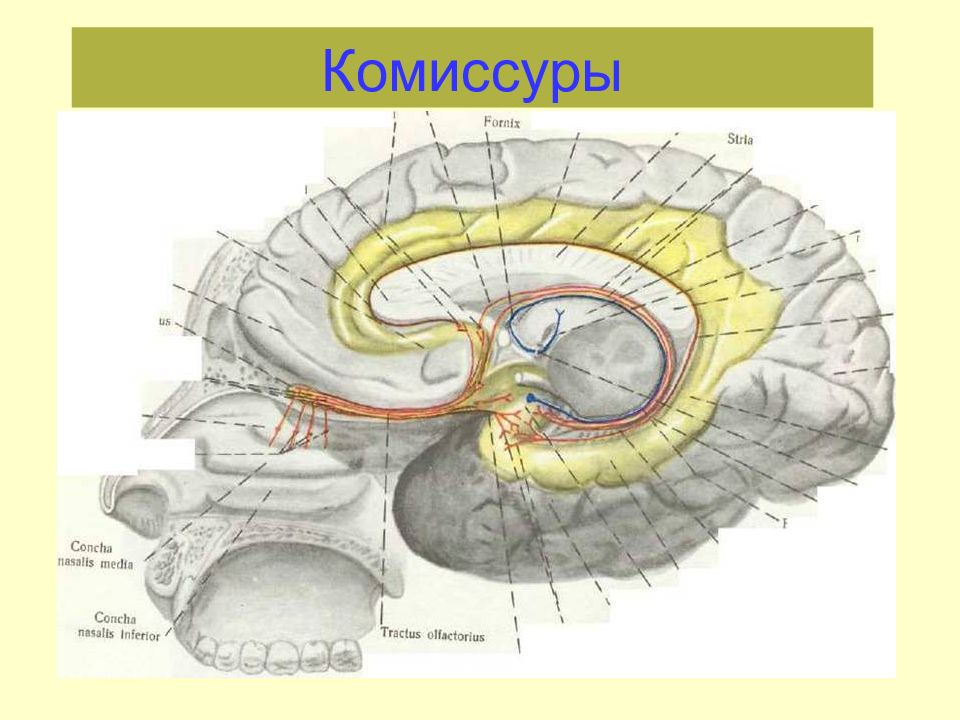 Комиссура это