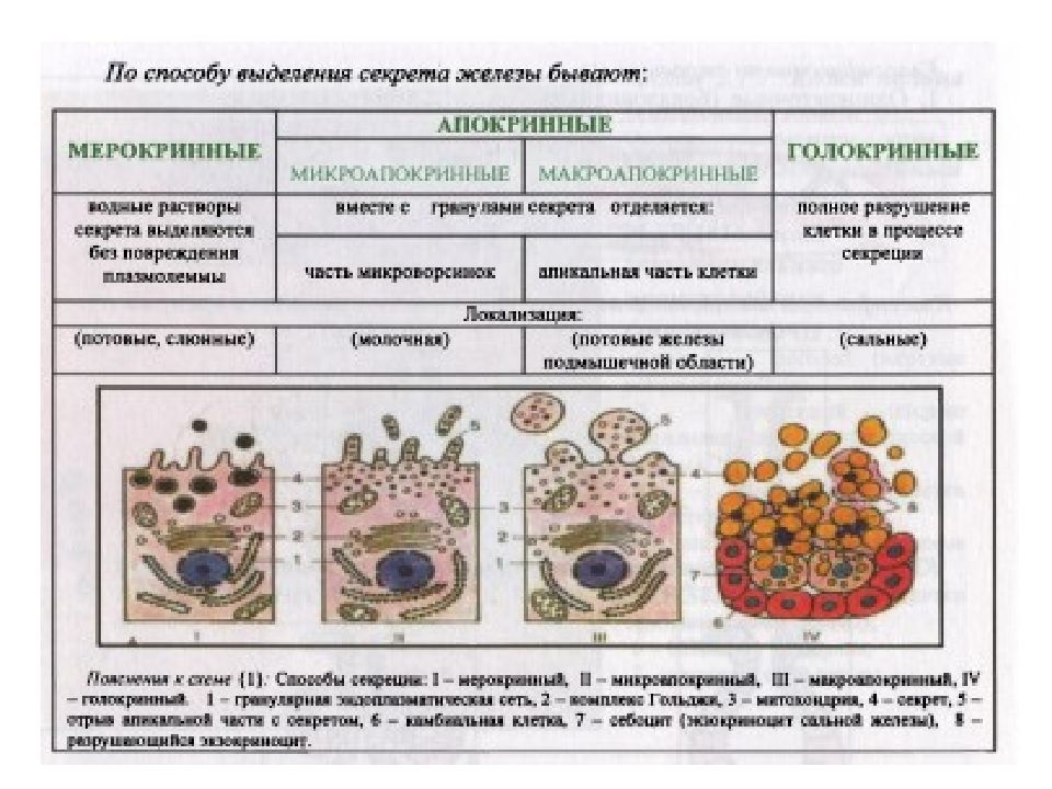 Клетки плоского и железистого эпителия. Клетки апокринного эпителия. Железистый эпителий местонахождение. Функции железистых эпителиальных клеток. Клетки железистого эпителия.