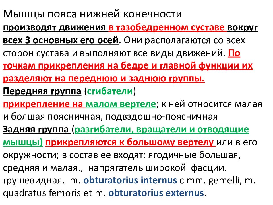 М ышцы пояса нижней конечности производят движения в тазобедренном суставе
