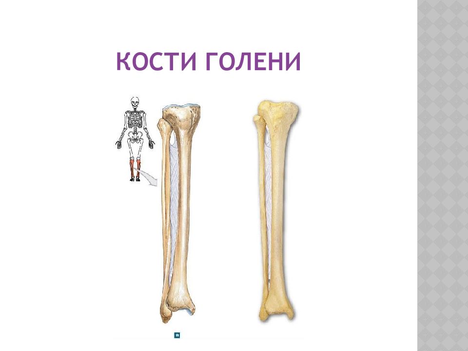 Кости голени соединения. Берцовая кость трубчатая. Большая берцовая кость строение.