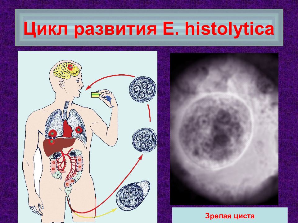 Медицинская протозоология презентация