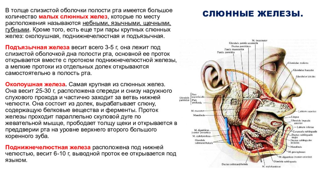 Для околоушной железы характерны. Слюнные железы строение расположение. Слюнные железы топография строение и функции. Строение и функции желез полости рта. Строение слюнных желез анатомия.