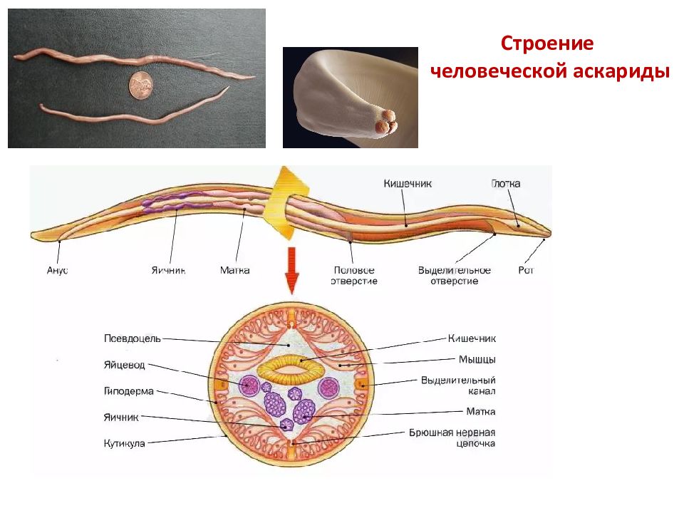 Рисунок строение аскариды