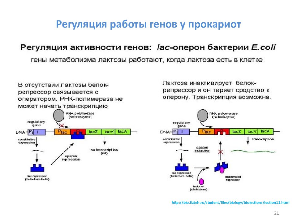 Схема регуляции биосинтеза белка по типу индукции и по типу репрессии