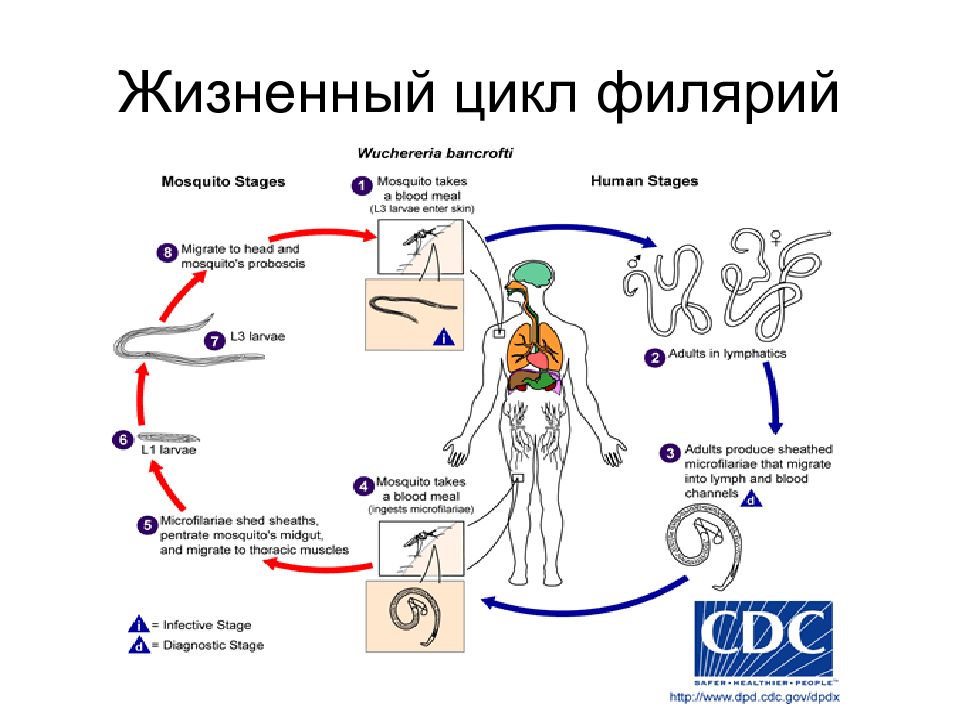 Жизненный цикл человека схема