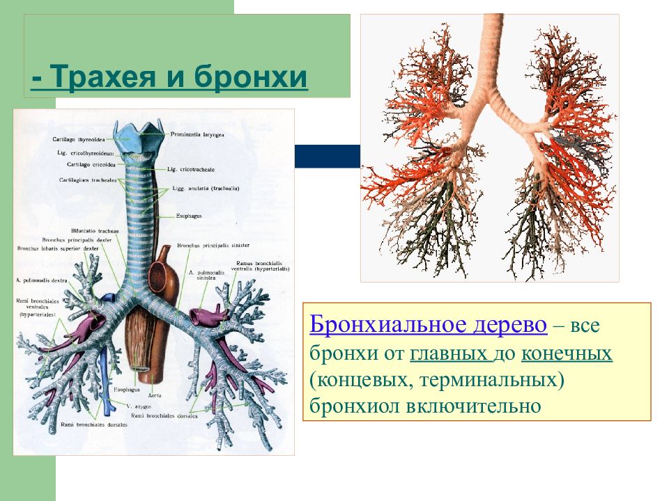 Бронхи трахеи картинки