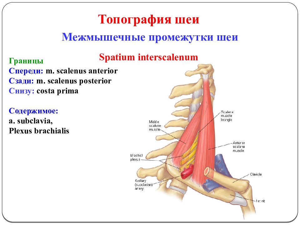 Оперативная хирургия головы и шеи презентация