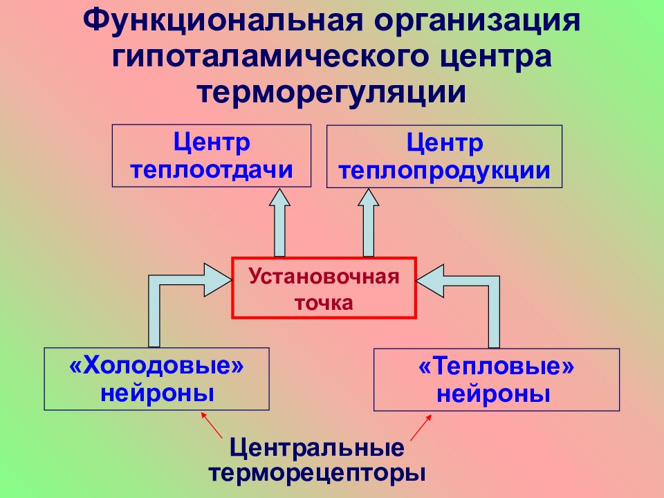 Схема патогенеза лихорадки