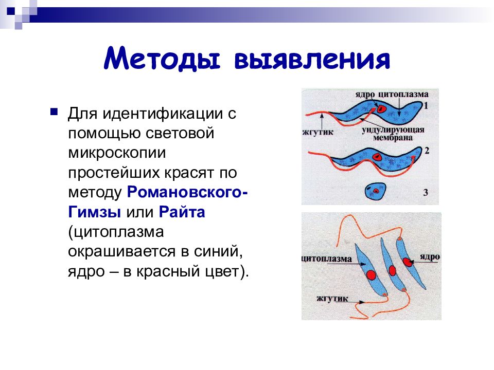 Методы обнаружения простейших образцы каких тканей берутся на исследования