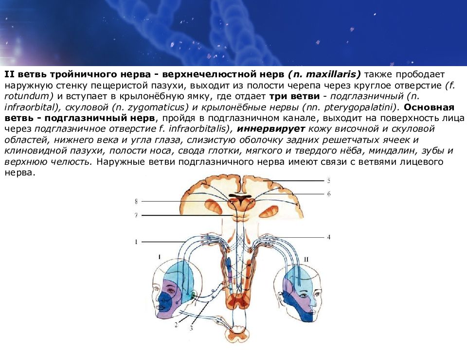 Промежуточный черепной нерв. 1 Пара черепных нервов. Схема нейронов черепных нервов. 12 Пара ЧМН схема. 1 Пара черепно мозговых нервов путь.