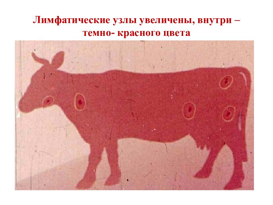 Сибирская язва рисунок